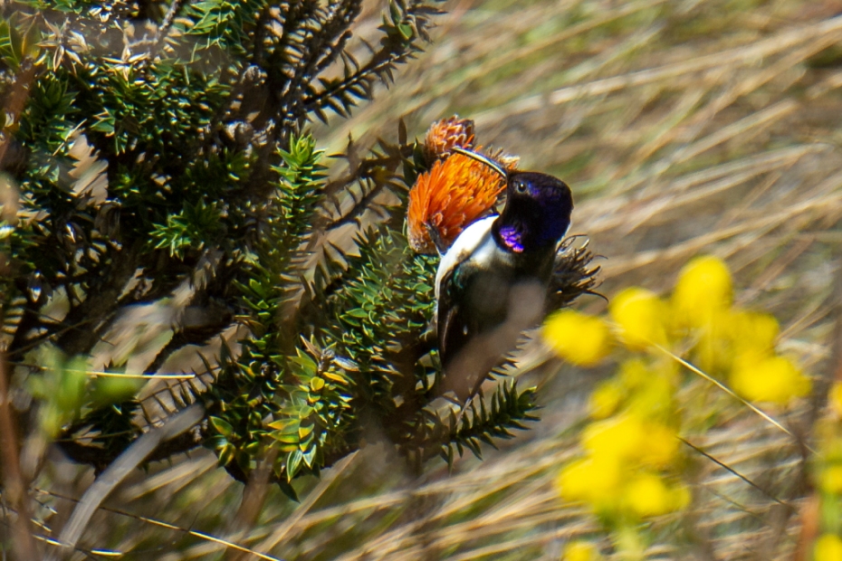 colibrí estrellita ecuatoriana (Oreotrochilus chimborazo)