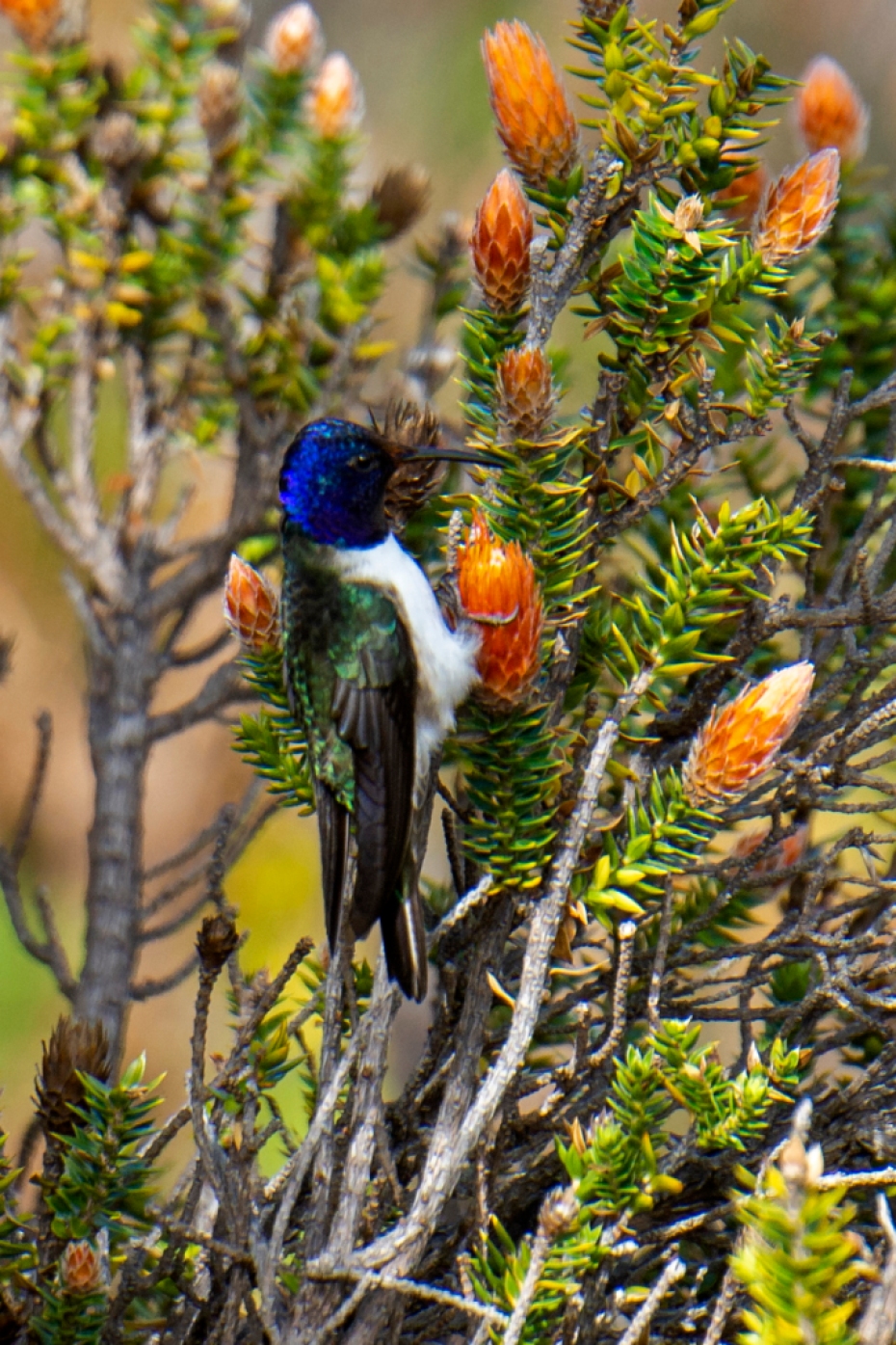colibrí estrellita ecuatoriana