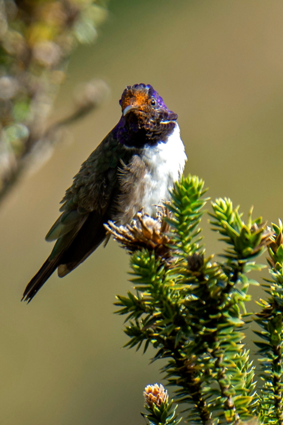 colibrí estrellita ecuatoriana