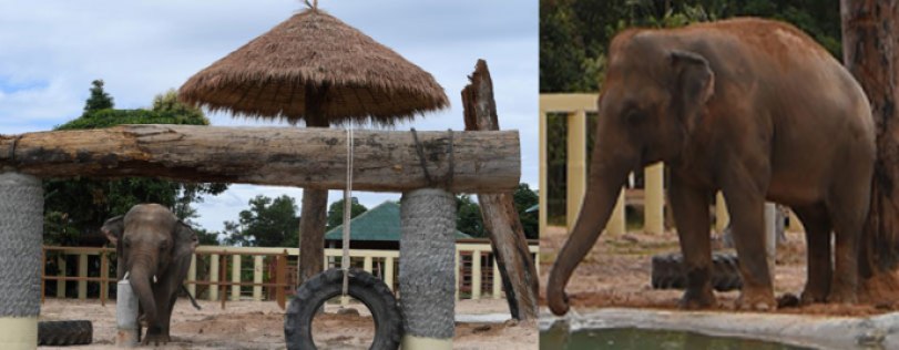 elefante kaavan en su nuevo hogar en camboya